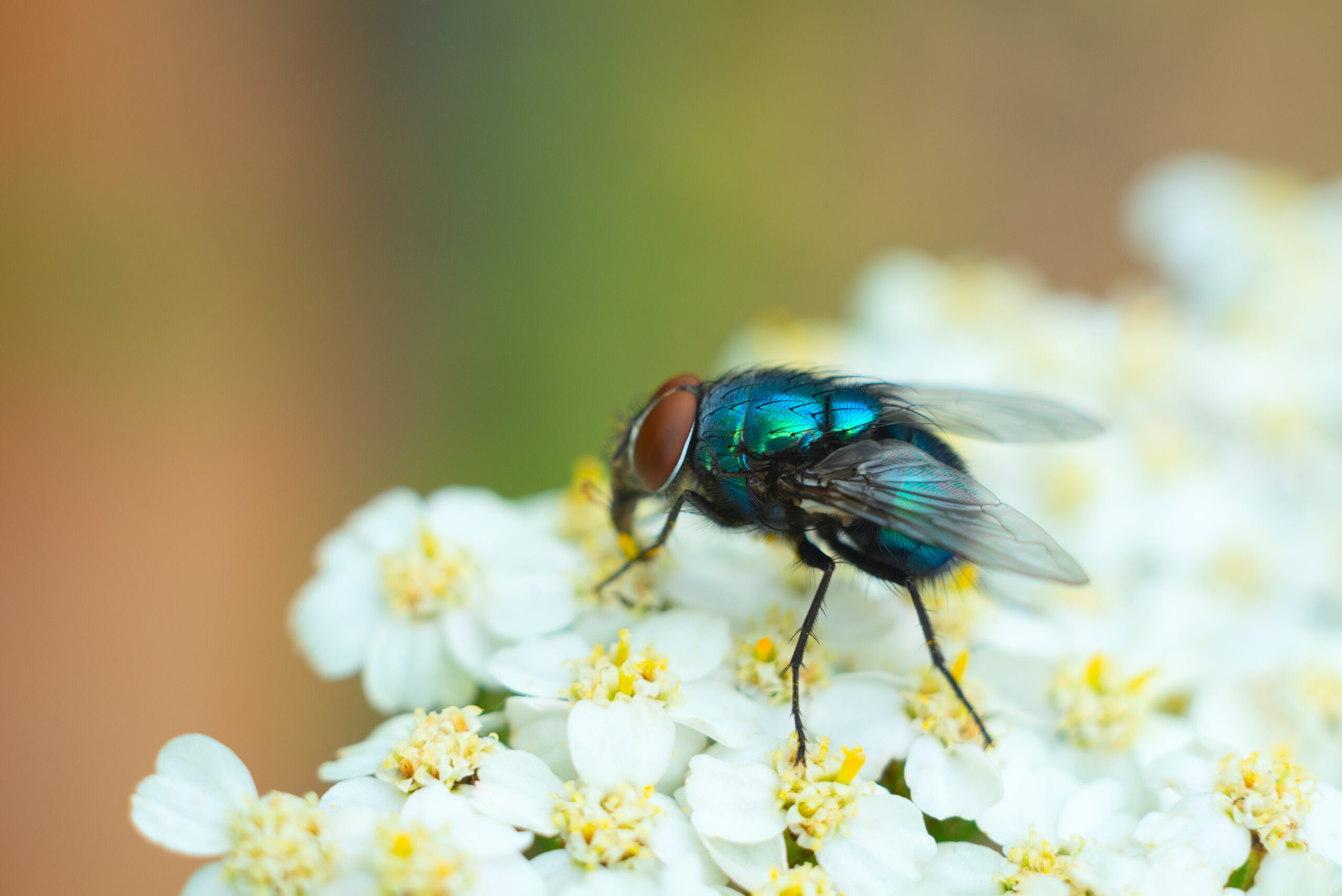 CONSULTATION SERVICES