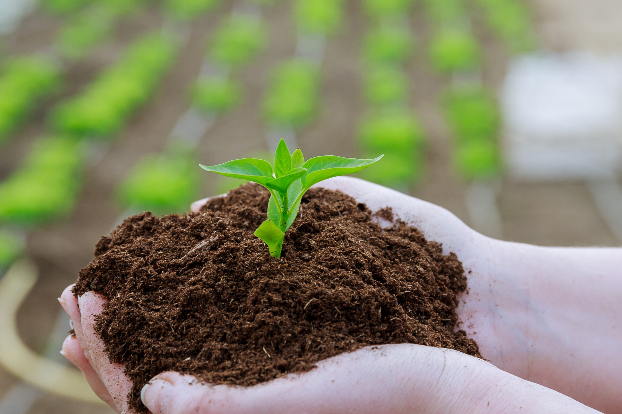 CONSULTATION SERVICES