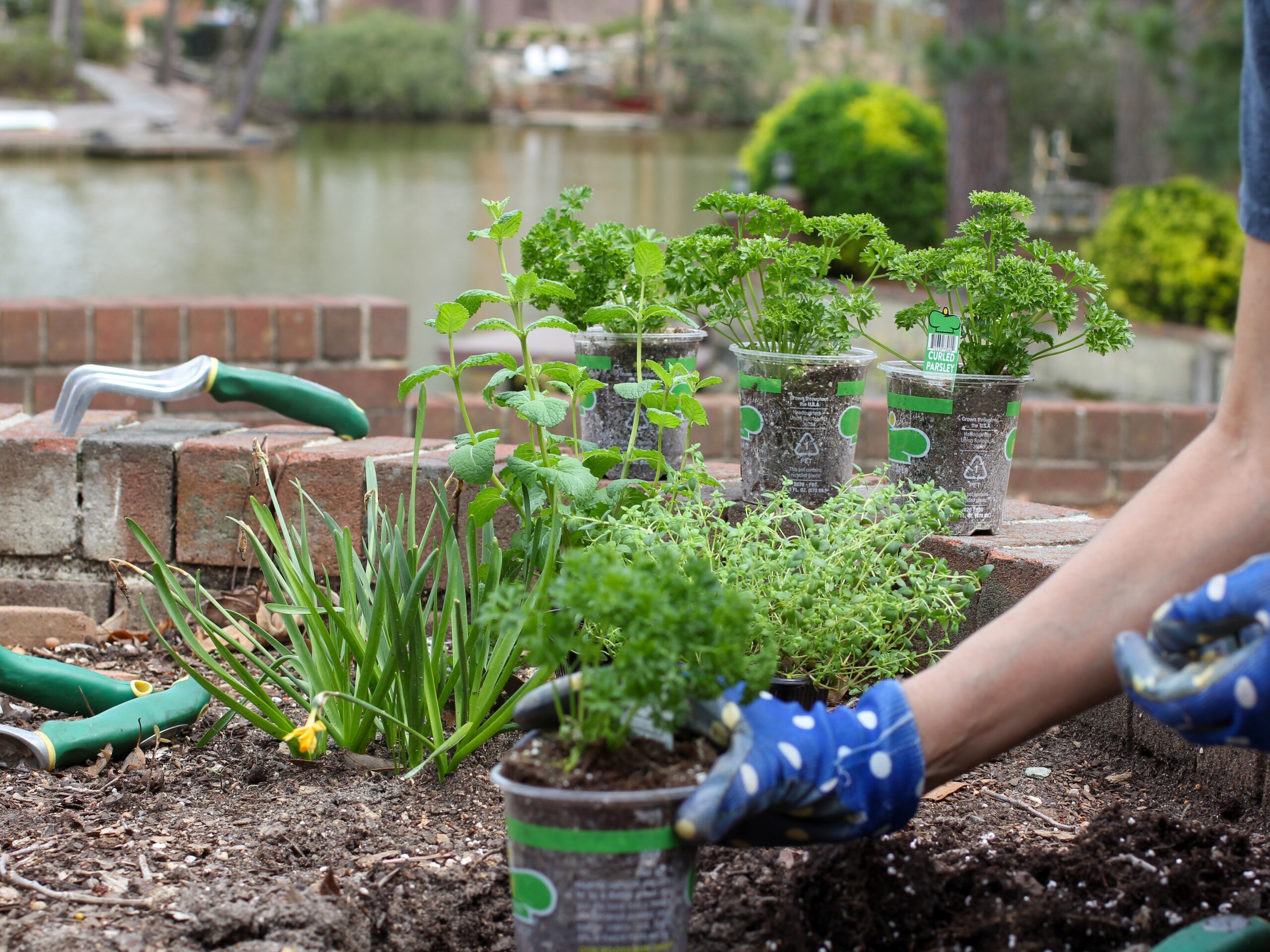 PEST CONTROL SERVICES