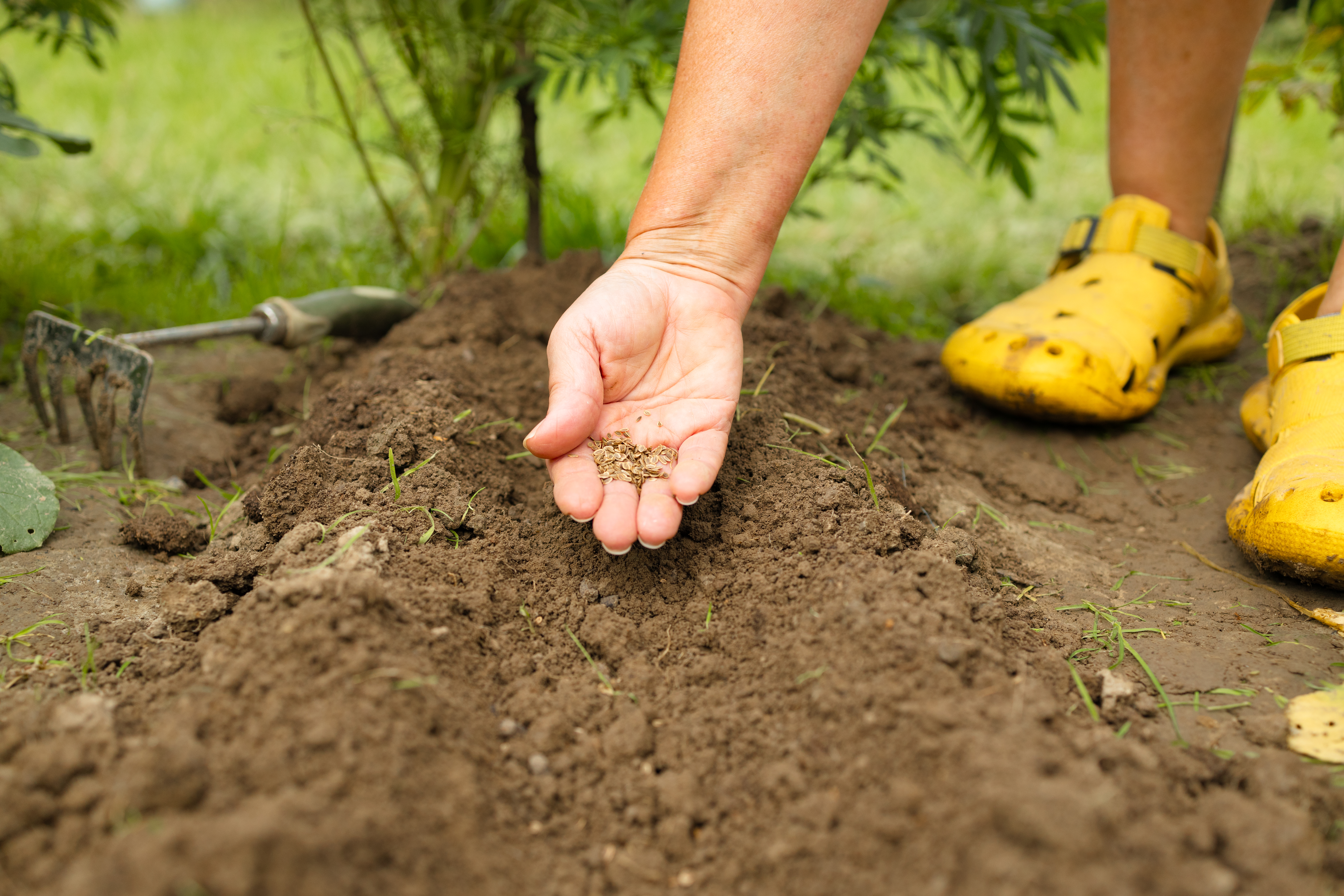 CONSULTATION SERVICES